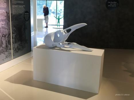 White Bird Skull Musée Forum Aurignac